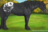 Horse Color:Black Appaloosa
