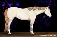 Horse Color:Buckskin Pearl Dun Sabino Rabicano 