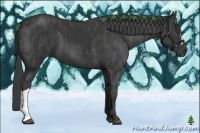 Horse Color:Black  Brindle