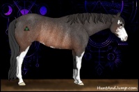 Horse Color:Brown Sabino Rabicano 