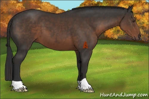 Horse Color:Liver Chestnut 