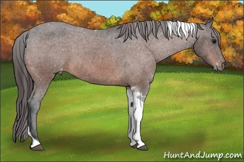 Horse Color:Brown Tobiano Varnish