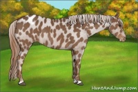 Horse Color:Liver Chestnut Appaloosa 