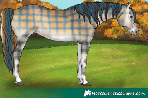 Horse Color:Plaid  Buckskin Onyx 