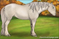 Horse Color:Chocolate Palomino Roan Pearl 