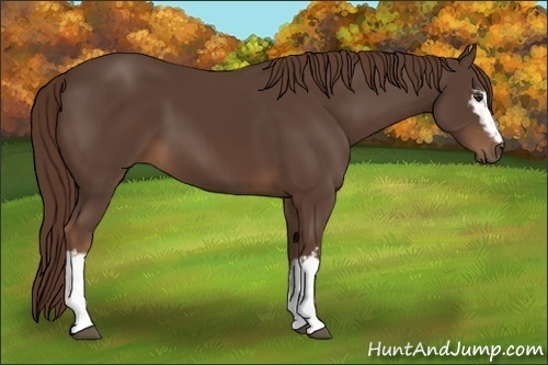 Horse Color:White Spotted Liver Chestnut 