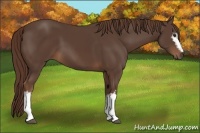 Horse Color:White Spotted Liver Chestnut 