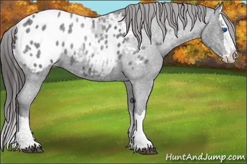 Horse Color:Blue Ice Roan Splash Appaloosa 