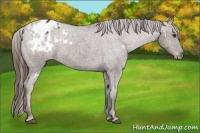 Horse Color:White Spotted Liver Chestnut Varnish 