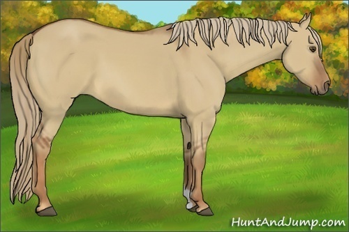 Horse Color:Red Dun