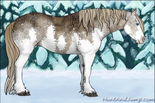 Horse Color:Liver Chestnut Ice Sabino Splash 