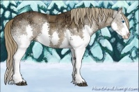 Horse Color:Liver Chestnut Ice Sabino Splash 