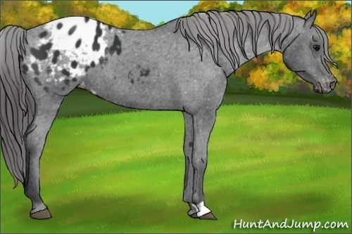 Horse Color:Black Appaloosa 