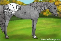 Horse Color:Black Appaloosa