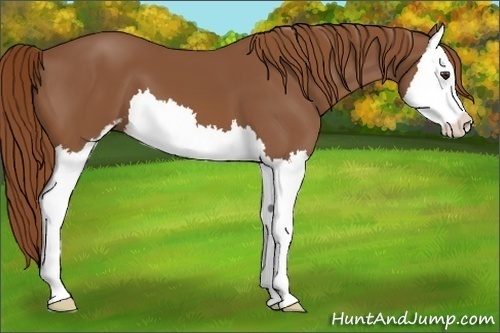 Horse Color:Chestnut Sabino Splash 