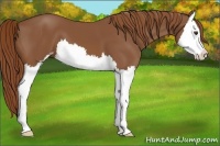 Horse Color:Chestnut Sabino Splash