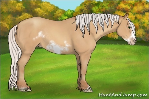 Horse Color:Silver Amber Champagne Sabino Frame Rabicano