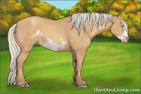 Horse Color:Silver Amber Champagne Sabino Frame Rabicano 
