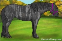 Horse Color:Blue Roan  Brindle