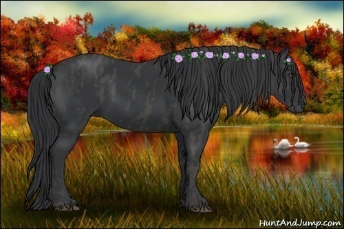 Horse Color:Black  Brindle