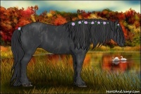 Horse Color:Black  Brindle