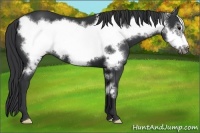 Horse Color:Black Frame 