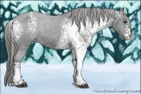 Horse Color:White Spotted Black Appaloosa 