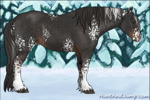 Horse Color:White Spotted Liver Chestnut 