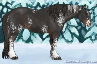 Horse Color:White Spotted Liver Chestnut 