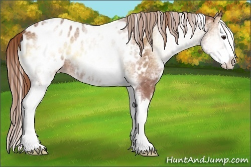 Horse Color:White Spotted Red Onyx Splash Appaloosa 