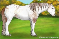 Horse Color:White Spotted Red Onyx Splash Appaloosa