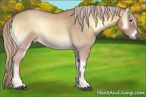 Horse Color:Palomino Roan Onyx 
