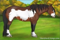 Horse Color:Bay Frame