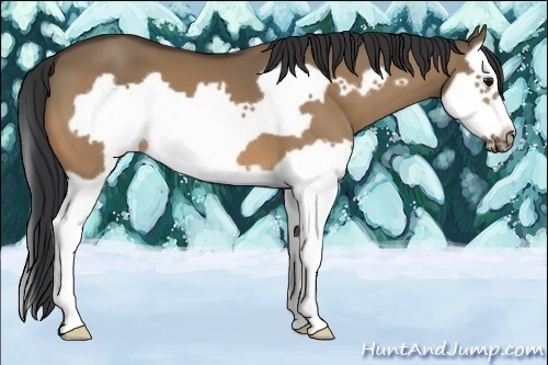 Horse Color:Bay Dun Splash Frame 