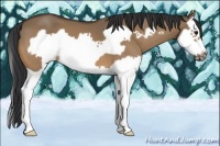 Horse Color:Bay Dun Splash Frame