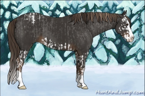 Horse Color:Liver Chestnut Sabino Splash Appaloosa  and Liver Chestnut Splash 