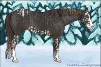 Horse Color:Liver Chestnut Sabino Splash Appaloosa  and Liver Chestnut Splash 