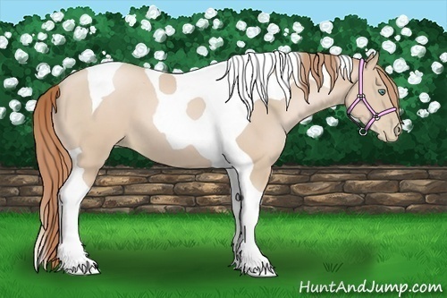 Horse Color:Smoky Black Pearl Tobiano