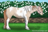 Horse Color:Smoky Black Pearl Tobiano