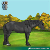 Horse Color:Black 