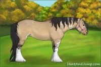 Horse Color:White Spotted Bay Dun Rabicano 