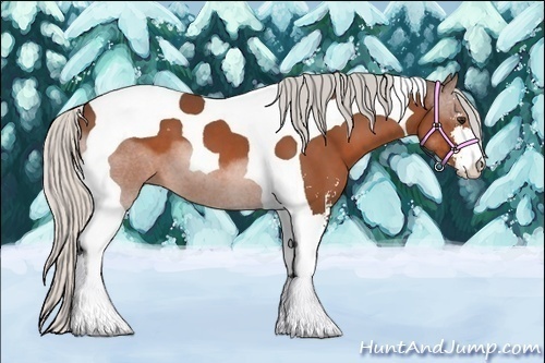 Horse Color:Silver Bay Sabino Tobiano