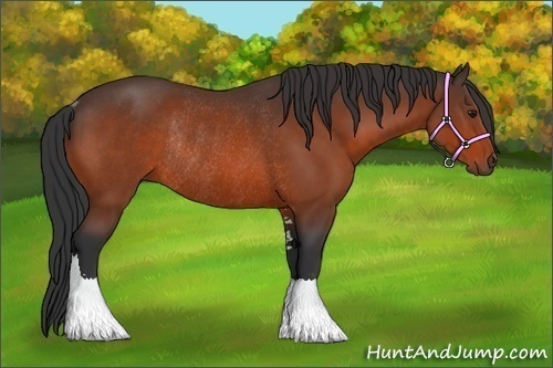 Horse Color:Bay Sabino Rabicano