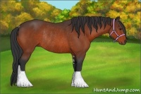 Horse Color:Bay Sabino Rabicano