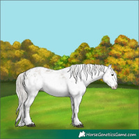 Horse Color:White Spotted Silver Grullo Sabino