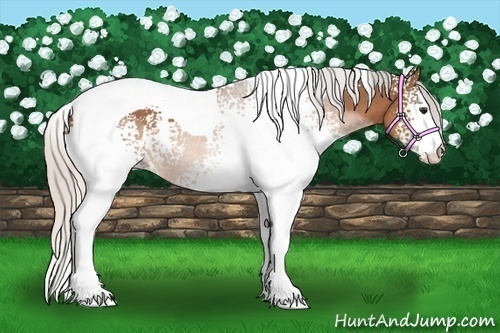 Horse Color:White Spotted Silver Bay Tobiano 