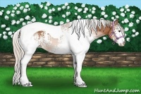 Horse Color:White Spotted Silver Bay Tobiano 