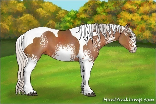 Horse Color:White Spotted Silver Bay Tobiano