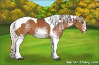 Horse Color:White Spotted Silver Bay Tobiano