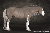 Horse Color:Silver Black Sabino Rabicano 